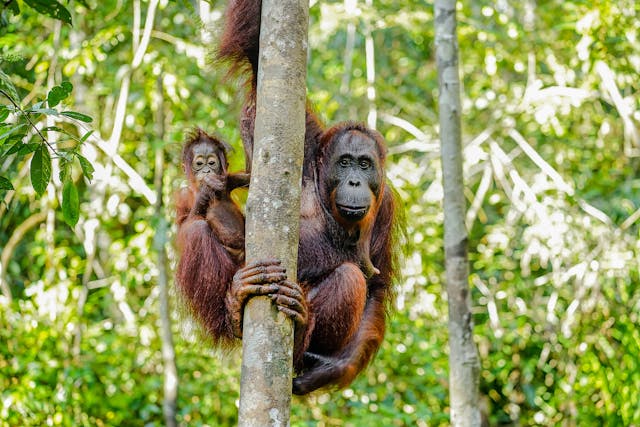 Orang-Utans Borneo Reisen