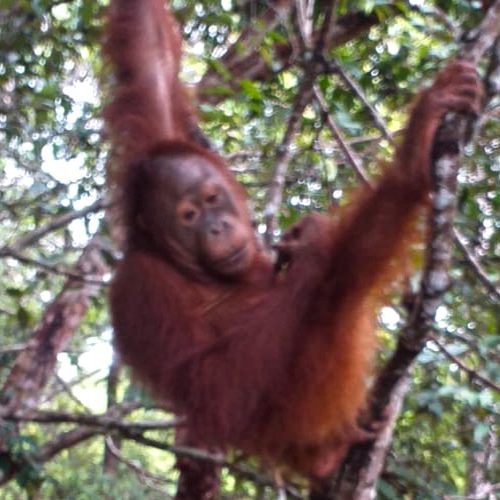 borneo-reisen-01