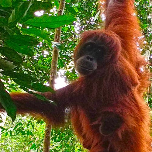 java-borneo-bali-reise