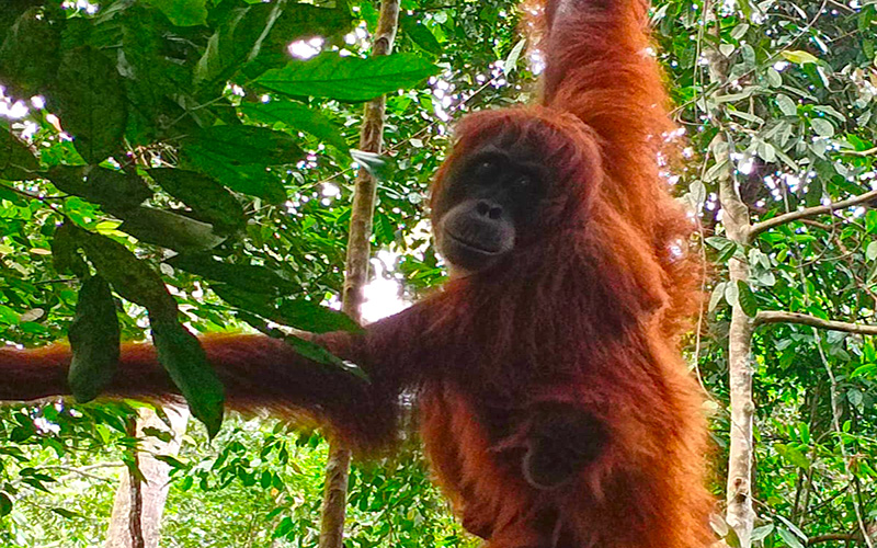 Borneo Reisen