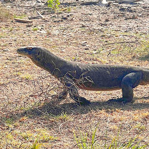 komodo-flores-sumba-rundreise
