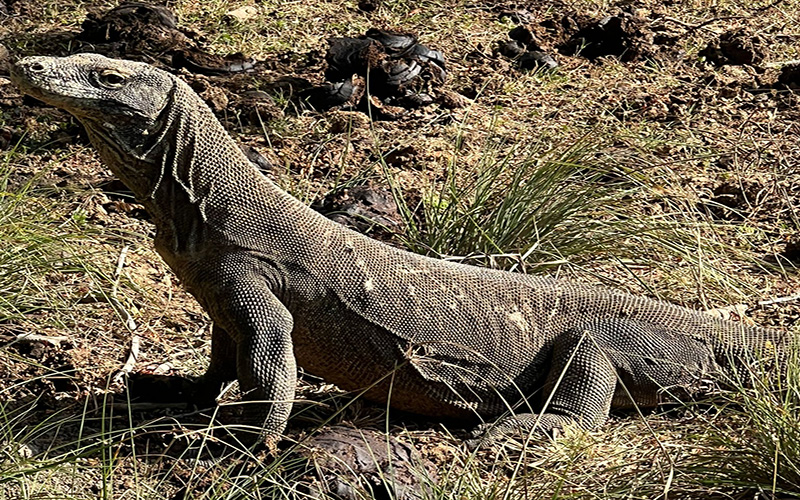 Komodo Reisen