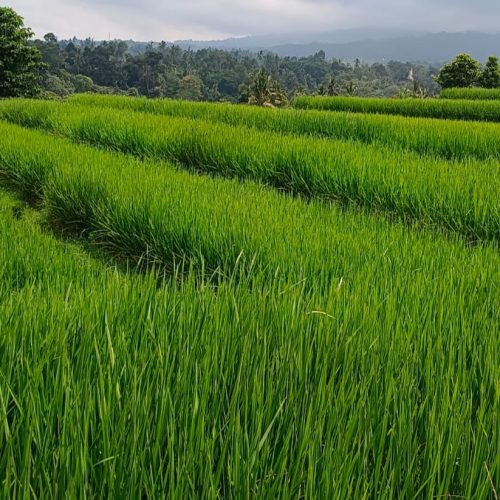 bali-ausfluege