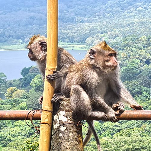 bali-tagestouren-01