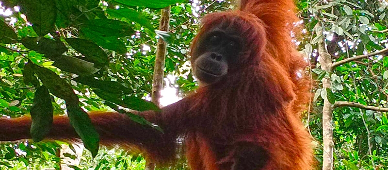 java-borneo-bali-reise