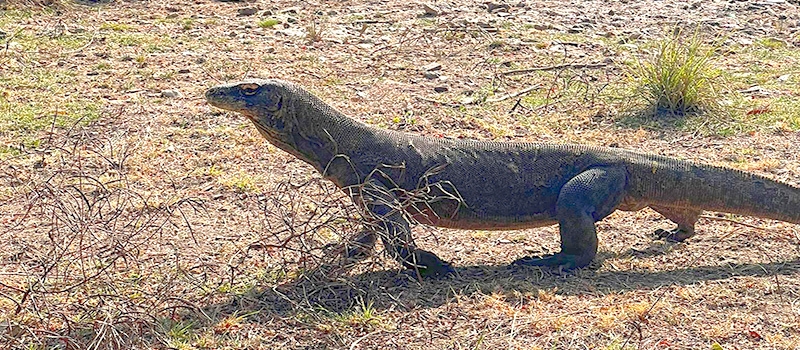 komodo-flores-sumba-rundreise